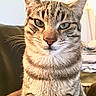 animal, calm, cat, close_up, confident, domestic_cat, ears, face, fur, green_eyes, indoor, looking_at_camera, nose, pet, portrait, sitting, striped, tabby_cat, warm_light, whiskers