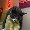 cat, colorful_lights, cozy, cushion, fairy_lights, feline, gray_cat, green_eyes, indoor, knitted_fabric, living_room, portrait, relaxed, sitting, sleepy, sofa, sunset_painting, wall_art, whiskers, white_markings