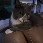 Pacho joined the competition — help win amazing prizes! animal, cat, close_up, cozy, ears, feline, fur, gray_cat, green_eyes, indoors, leather_chair, lounging, moody_lighting, pet, photography, portrait, sitting, whiskers, white_paws, window