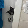 Pacho is registered to the contest to win money with this photo: animal, bathroom, blue_towel, cat, curious, door, doorknob, ears, electrical_outlet, eyes, face, feline, gray_cat, indoor, peeking, pet, tile, towel, wall, whiskers