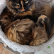 Athena participe au concours pour gagner de l'argent avec cette photo : cat, tortoiseshell_cat, furry, pet, cat_bed, cat_tree, indoor, cozy, comfortable, animal, feline, fur, whiskers, ears, green_eyes, looking_up, soft_texture, relaxing, curious, home