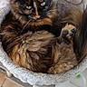 cat, tortoiseshell_cat, furry, pet, cat_bed, cat_tree, indoor, cozy, comfortable, animal, feline, fur, whiskers, ears, green_eyes, looking_up, soft_texture, relaxing, curious, home