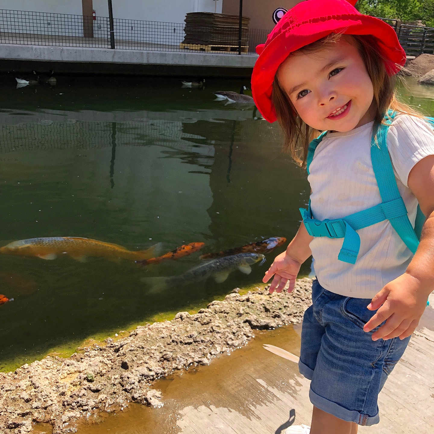 Demesia is registered to the contest to win money with this photo: blue_suspender, child, concrete_path, crab_hat, cute, daylight, denim_shorts, koi_fish, nature, outdoor, pond, red_hat, shadow, smiling, sunny, toddler, trees, water, white_shirt, white_sneakers