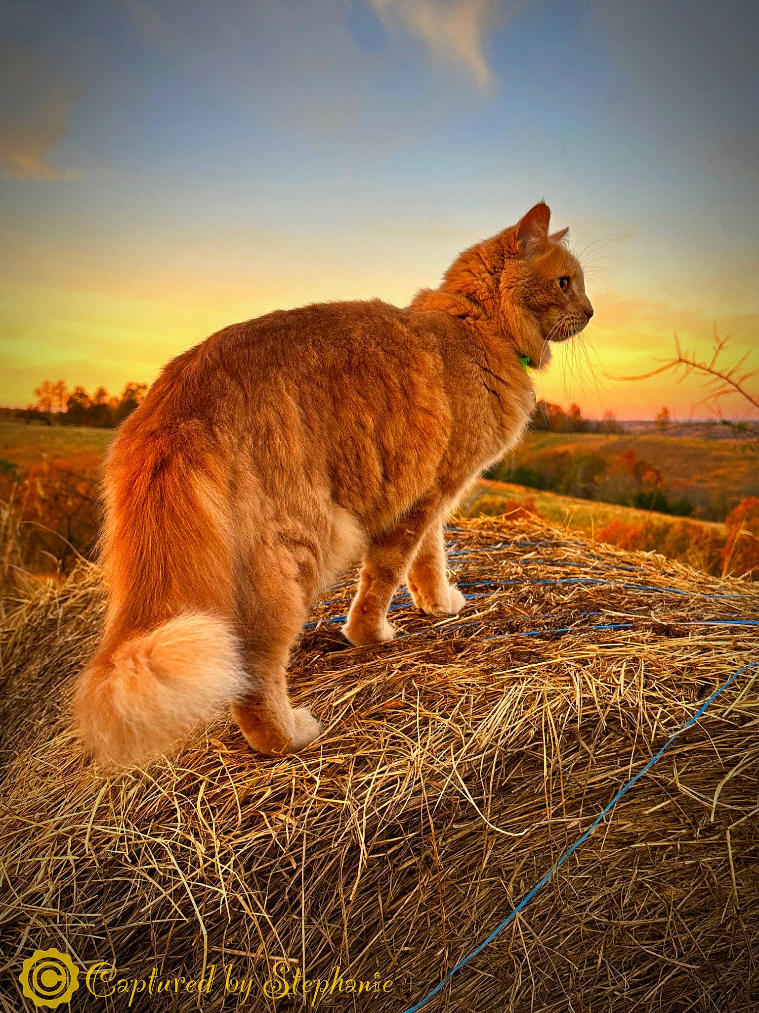 Bill joined the competition — help win amazing prizes! carnivore, cat, cloud, fawn, felidae, fur, grass, grassland, landscape, natural_landscape, plant, prairie, sky, small_to_medium_sized_cats, snout, sunset, tail, terrestrial_animal, whiskers, wood