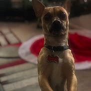 Ottis joined the competition — help win amazing prizes! animal, blurred_background, bone_tag, brown_fur, carpet, close_up, collar, curious, dog, domestic, ears, floor, furniture, household, indoor, paws, pet, small_dog, standing, white_paws