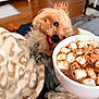 dog, small_dog, blanket, hot_chocolate, marshmallows, chocolate_shavings, cup, cozy, indoor, wooden_floor, furniture, pet, cute, tongue_out, warm_drink, relaxation, closeup, comfort, home, playful