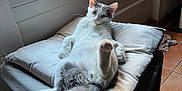 Hadès participe au concours pour gagner de l'argent avec cette photo : cat, indoor, cushion, window, relaxed, fluffy, white, gray, paw, ottoman, pet, feline, floor, tile, daylight, resting, cozy, fur, animal, home
