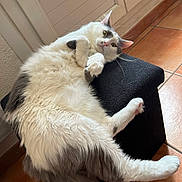 Hadès a rejoint le concours — aidez-le/la à gagner de superbes lots ! cat, fluffy, white, gray, indoor, ottoman, relaxed, paws, curled, wide_eyes, window, shutter, tiled_floor, furniture, pet, animal, cozy, resting, fur, cute