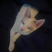 Marshmallow is registered to the contest to win money with this photo: cat, white_cat, animal, pet, feline, ears, paws, fur, sleepy, relaxed, indoor, dark_background, closeup, cute, whiskers, lying_down, soft_light, domestic_cat, young_cat, resting