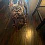 dog, french_bulldog, pet, indoor, wooden_floor, animal, canine, brown, ears, teeth, looking_up, floor, light, shadow, cute, companion, home, standing, four_legs, fur