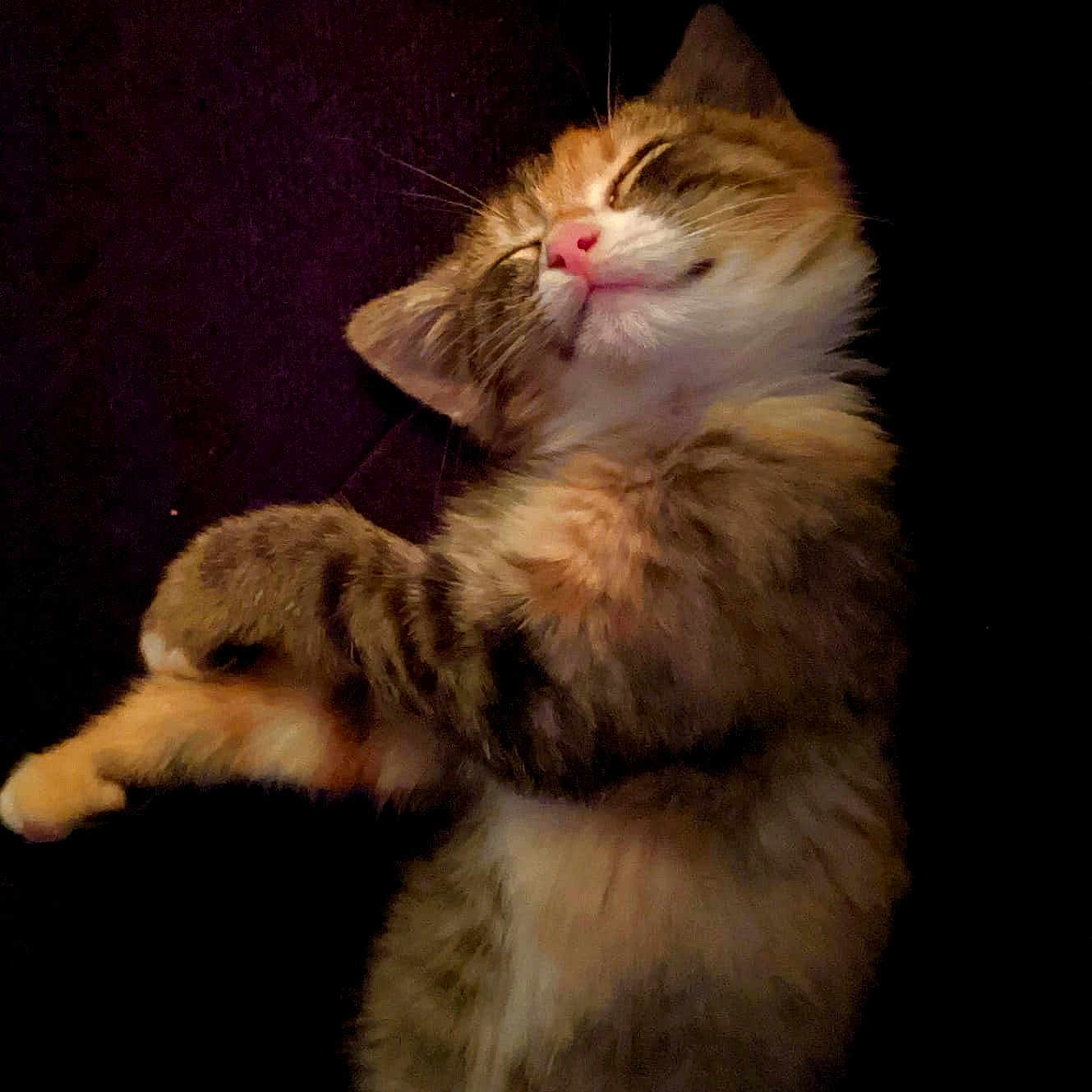 Happy participe au concours pour gagner de l'argent avec cette photo : abyssinian, angora, animal, bodypart, cat, kitten, manx, mouth, person, pet, siamese, sleeping, tongue