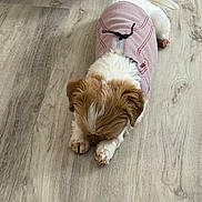 Kelsea is registered to the contest to win money with this photo: dog, puppy, small_dog, fluffy, white_and_brown, pink_outfit, clothing, sitting, paws, tail, fur, indoors, wood_floor, top_view, pet, cute, adorable, animal_portrait, fashionable, relaxed