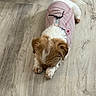 dog, puppy, small_dog, fluffy, white_and_brown, pink_outfit, clothing, sitting, paws, tail, fur, indoors, wood_floor, top_view, pet, cute, adorable, animal_portrait, fashionable, relaxed
