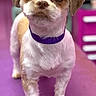 Kelsea is registered to the contest to win money with this photo: dog, puppy, small_dog, portrait, standing, front_facing, brown_and_white, floppy_ears, collar, purple_collar, wide_eyes, cute, adorable, animal, pet, fur, short_hair, indoor, colorful_background, phone_screenshot