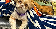 Kelsea joined the competition — help win amazing prizes! dog, puppy, small_dog, fluffy, shih_tzu, portrait, indoors, blanket, couch, pet, collar, purple_collar, brown_and_white, cute, looking_at_camera, sitting, paws, cozy, home, furniture