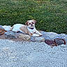Kelsea is registered to the contest to win money with this photo: dog, small_dog, fluffy, white_and_brown, outdoor, grass, rocks, gravel, garden, landscape, pet, collar, lying_down, relaxed, portrait, animal, fur, tail, sunlight, rock_border