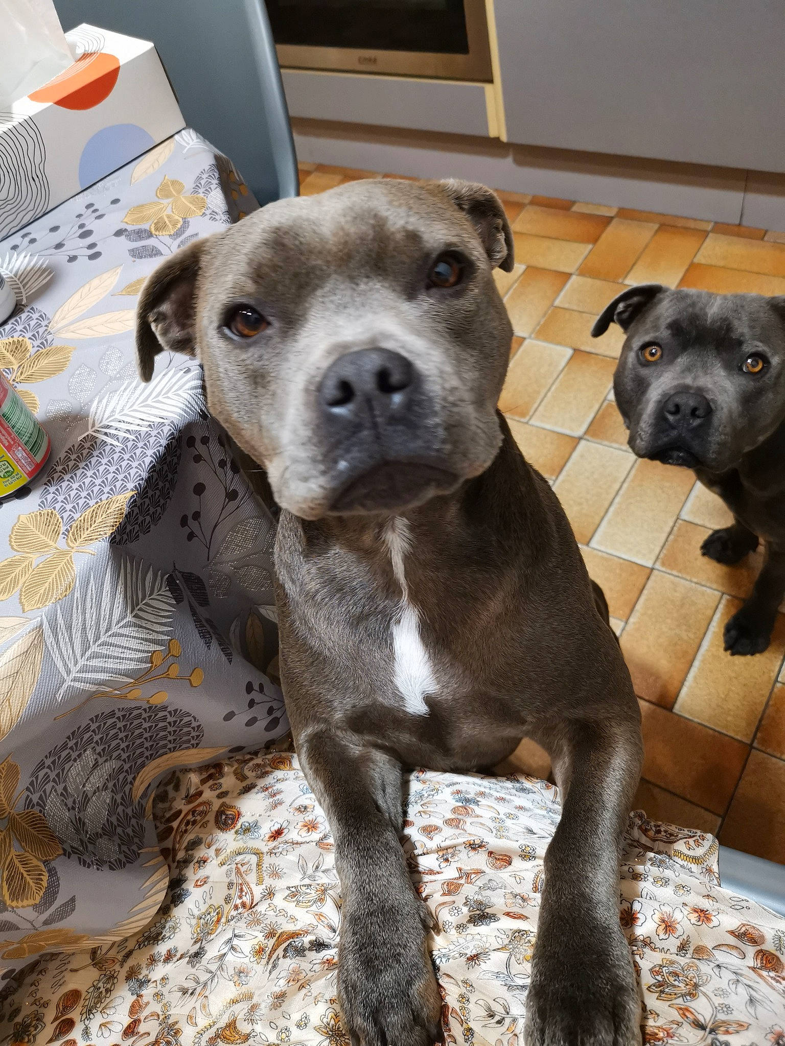 Shiloh participe au concours pour gagner de l'argent avec cette photo : canidae, carnivore, collar, companion_dog, dog, dog_breed, dog_supply, fawn, fur, liver, non_sporting_group, paw, pet_supply, snout, sporting_group, terrestrial_animal, whiskers, working_animal