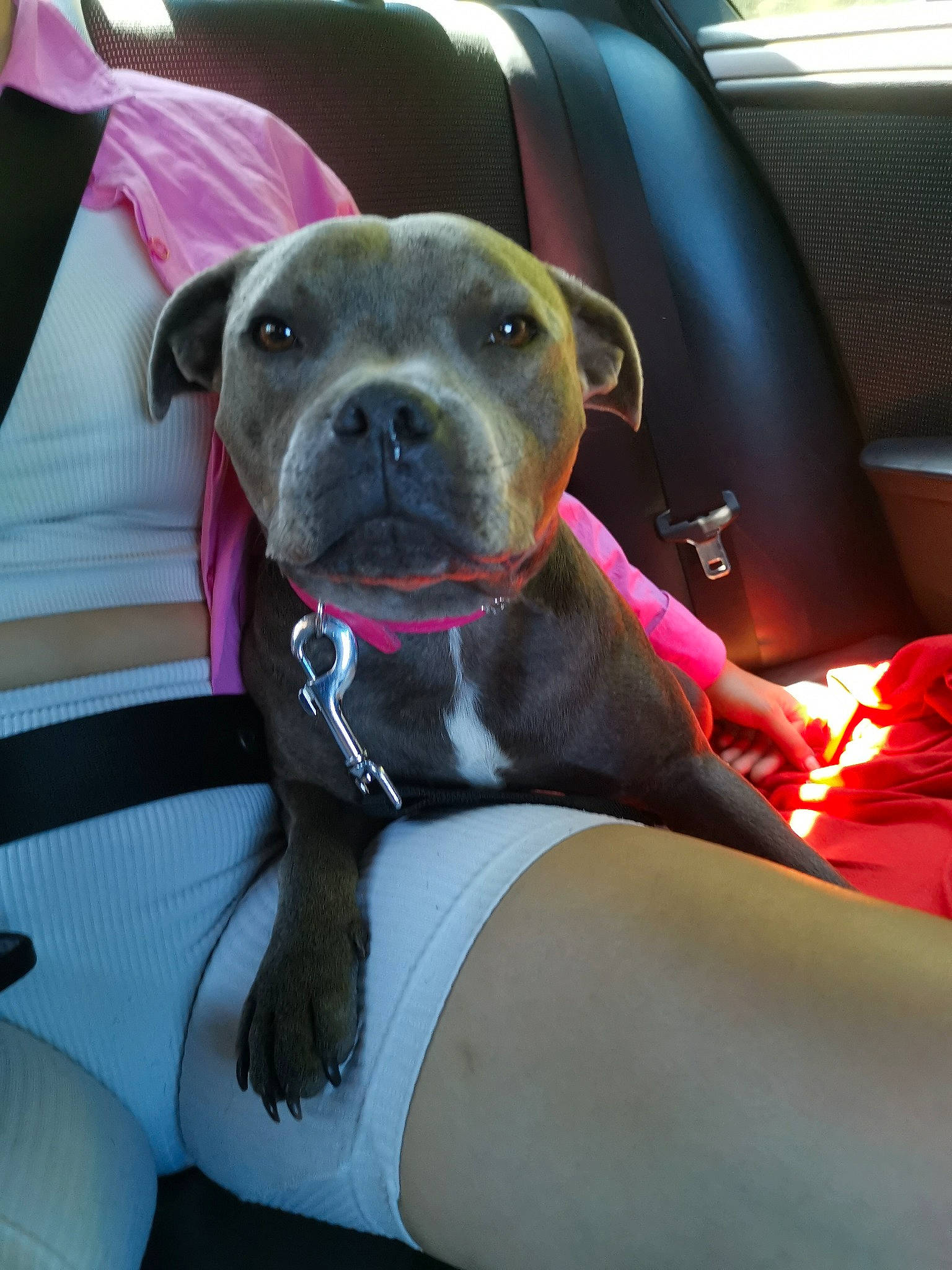 Shiloh participe au concours pour gagner de l'argent avec cette photo : auto_part, car, car_seat, car_seat_cover, carnivore, collar, comfort, companion_dog, dog, dog_breed, dog_collar, family_car, fawn, head_restraint, snout, sporting_group, vehicle_door, whiskers, window, working_animal