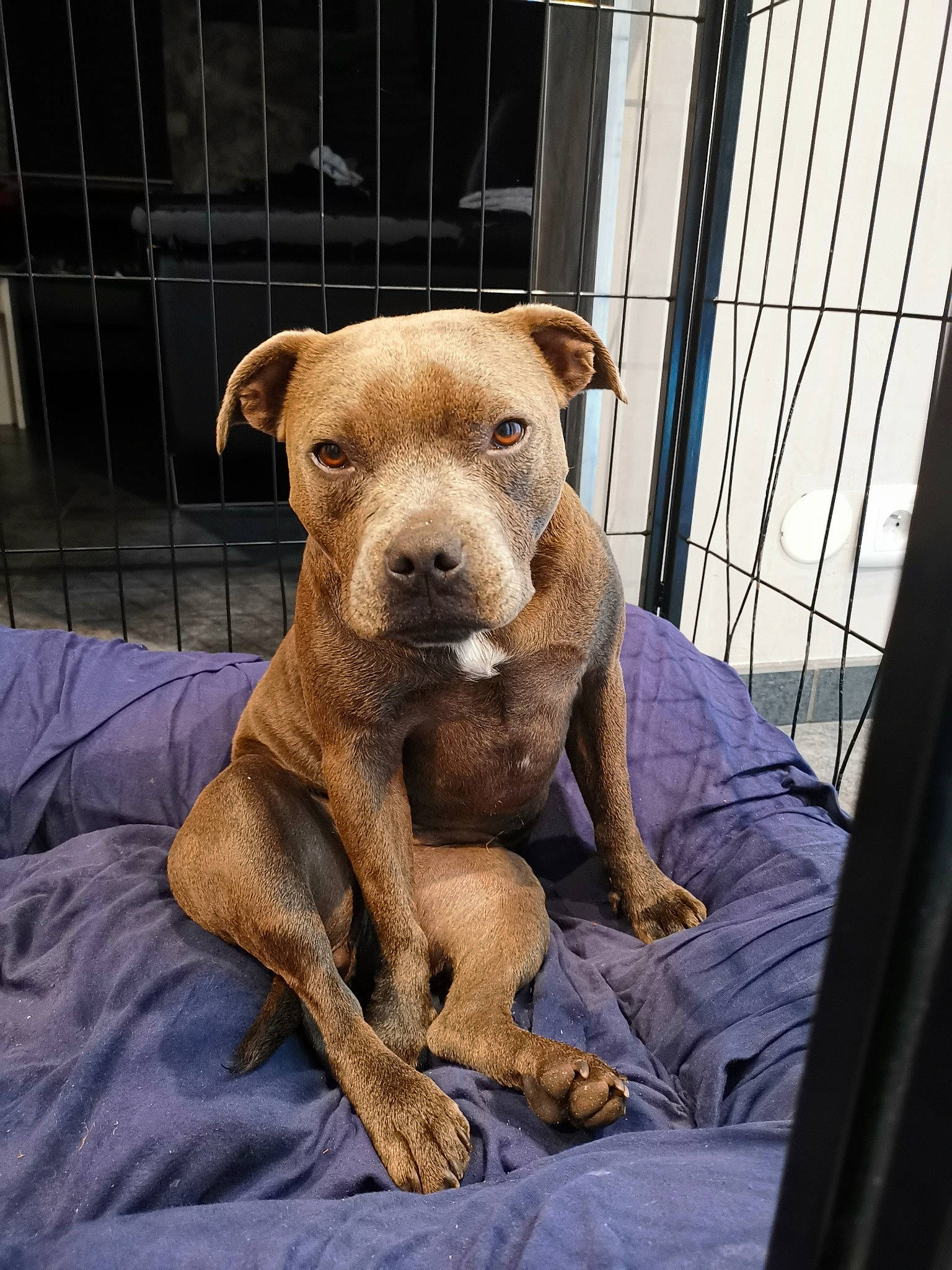 Shiloh participe au concours pour gagner de l'argent avec cette photo : animal_shelter, canidae, carnivore, companion_dog, dog, dog_breed, dog_supply, fawn, guard_dog, hound, liver, pet_supply, puppy, snout, sporting_group, street_dog, terrestrial_animal, toy_dog, whiskers, working_animal