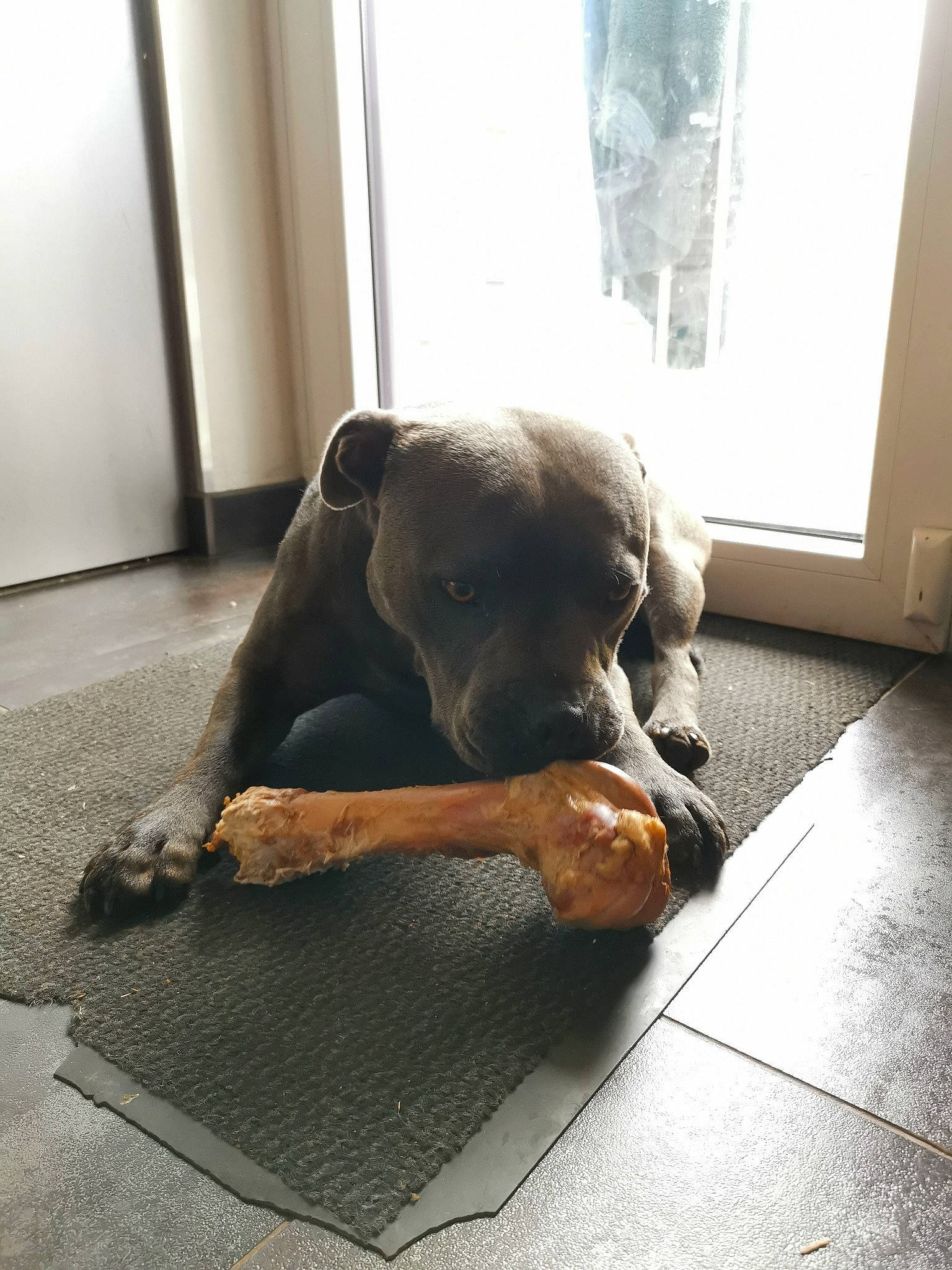 Rocky a rejoint le concours — aidez-le/la à gagner de superbes lots ! canidae, carnivore, comfort, companion_dog, dog, dog_breed, fawn, floor, flooring, grey, guard_dog, hardwood, liver, non_sporting_group, paw, snout, tail, terrestrial_animal, wood, working_animal