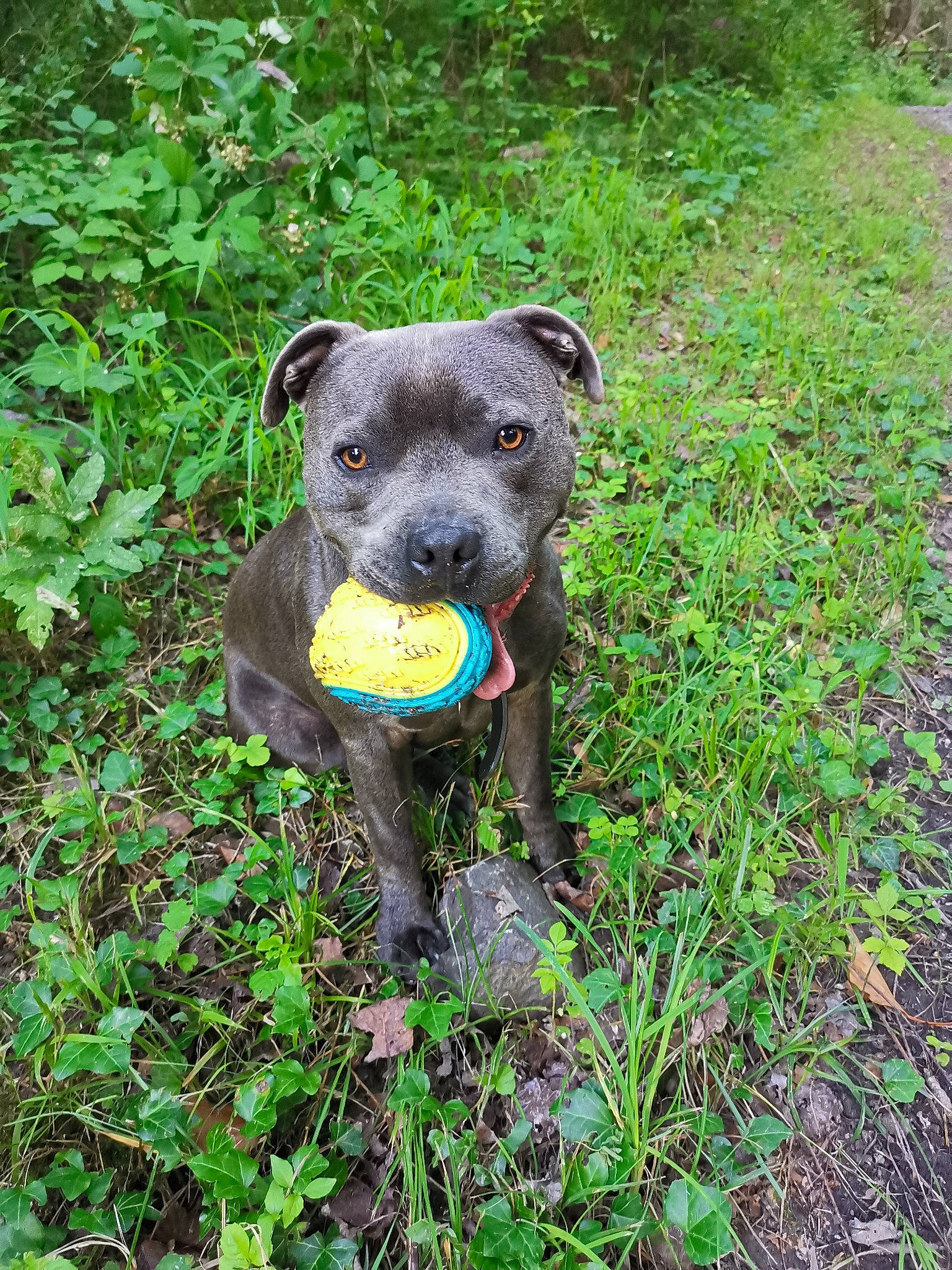 Rocky a rejoint le concours — aidez-le/la à gagner de superbes lots ! borador, canidae, carnivore, companion_dog, dog, dog_breed, electric_blue, fawn, grass, grassland, groundcover, guard_dog, plant, shrub, snout, sporting_group, tail, terrestrial_animal, tree, working_animal