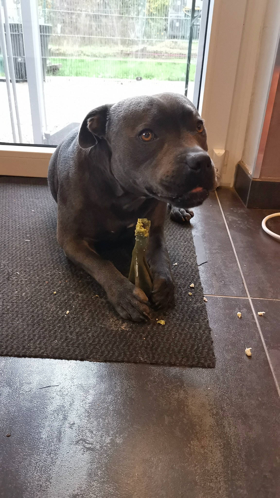 Rocky participe au concours pour gagner de l'argent avec cette photo : borador, canidae, carnivore, companion_dog, dog, dog_breed, door, flooring, guard_dog, gun_dog, hardwood, liver, non_sporting_group, snout, tail, terrestrial_animal, whiskers, wood, working_animal, working_dog