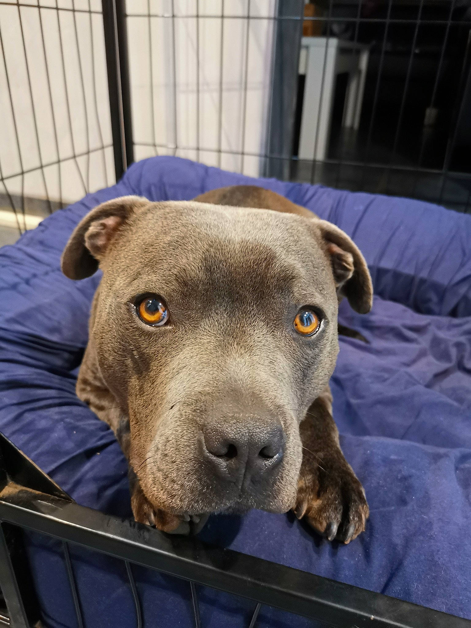 Rocky participe au concours pour gagner de l'argent avec cette photo : canidae, carnivore, chair, companion_dog, dog, dog_breed, fawn, fence, guard_dog, non_sporting_group, puppy, snout, sporting_group, terrestrial_animal, whiskers, working_animal
