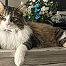 cat, fluffy, long_hair, tabby, white_paws, pink_nose, flower_arrangement, blue_flowers, white_flowers, wood_surface, indoor, pet, relaxed, animal, close_up, fur, whiskers, portrait, domestic_cat, laying_down