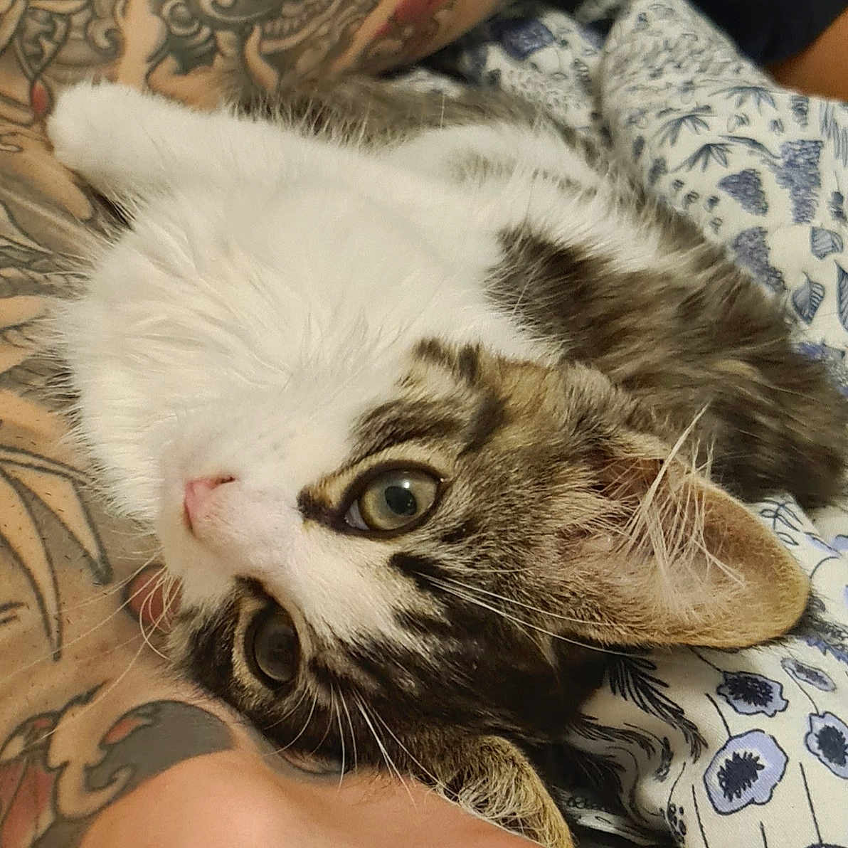 Sophie is registered to the contest to win money with this photo: animal, cat, close_up, companion, cozy, curious, ears, eye, fur, human_arm, indoor, nose, patterned_fabric, pet, relaxed, resting, tabby, tattoo, whiskers, white_fur