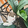 animal, bench, cat, closeup, cute, eyes, fluffy, fur, green, leaf, nature, outdoor, pet, plant, portrait, relaxing, resting, tabby, whiskers, wood