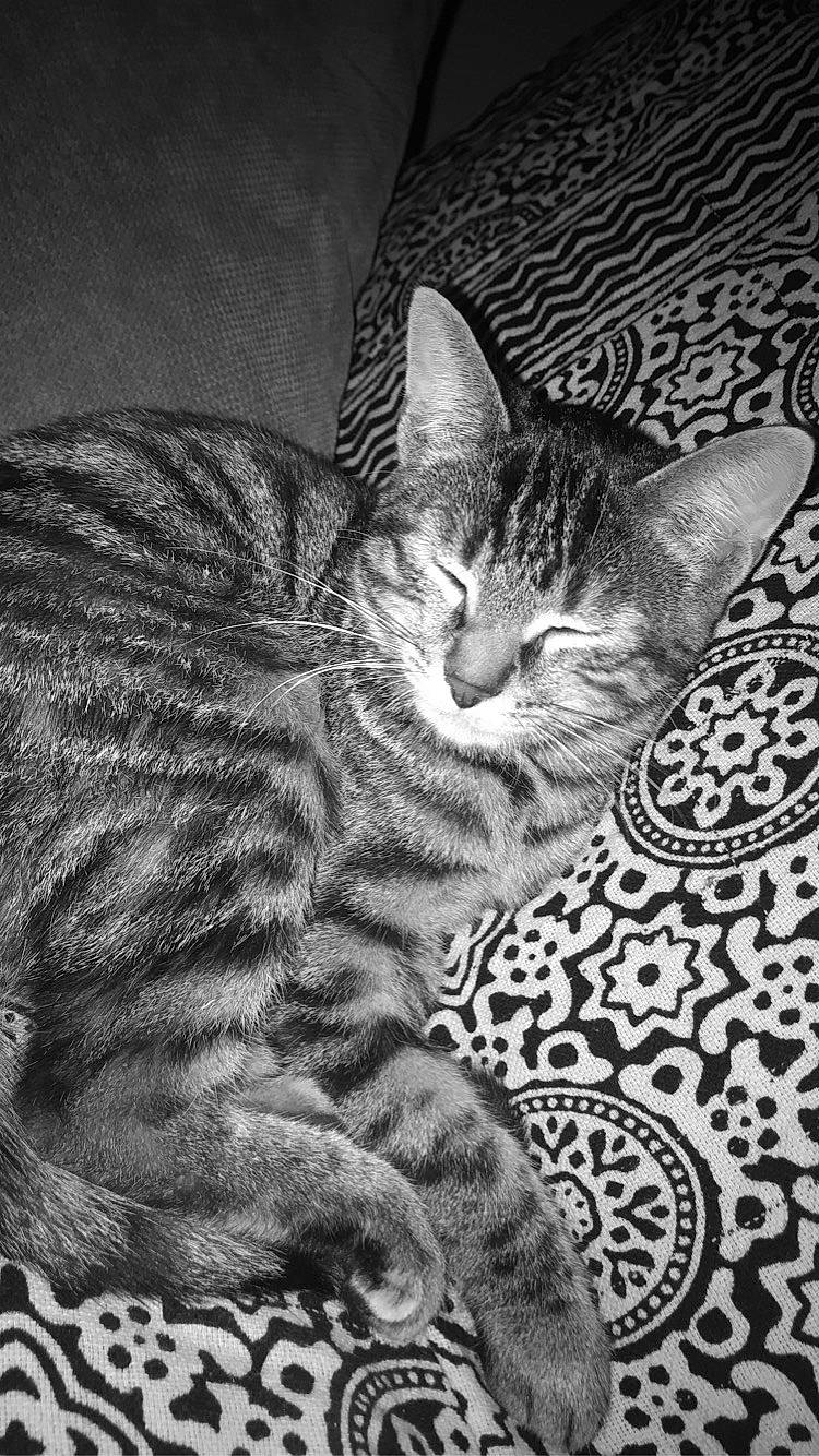 Roxy participe au concours pour gagner de l'argent avec cette photo : art, black, carnivore, cat, comfort, darkness, domestic_short_haired_cat, felidae, fur, grey, monochrome, monochrome_photography, pattern, paw, small_to_medium_sized_cats, snout, tail, terrestrial_animal, whiskers, wildlife