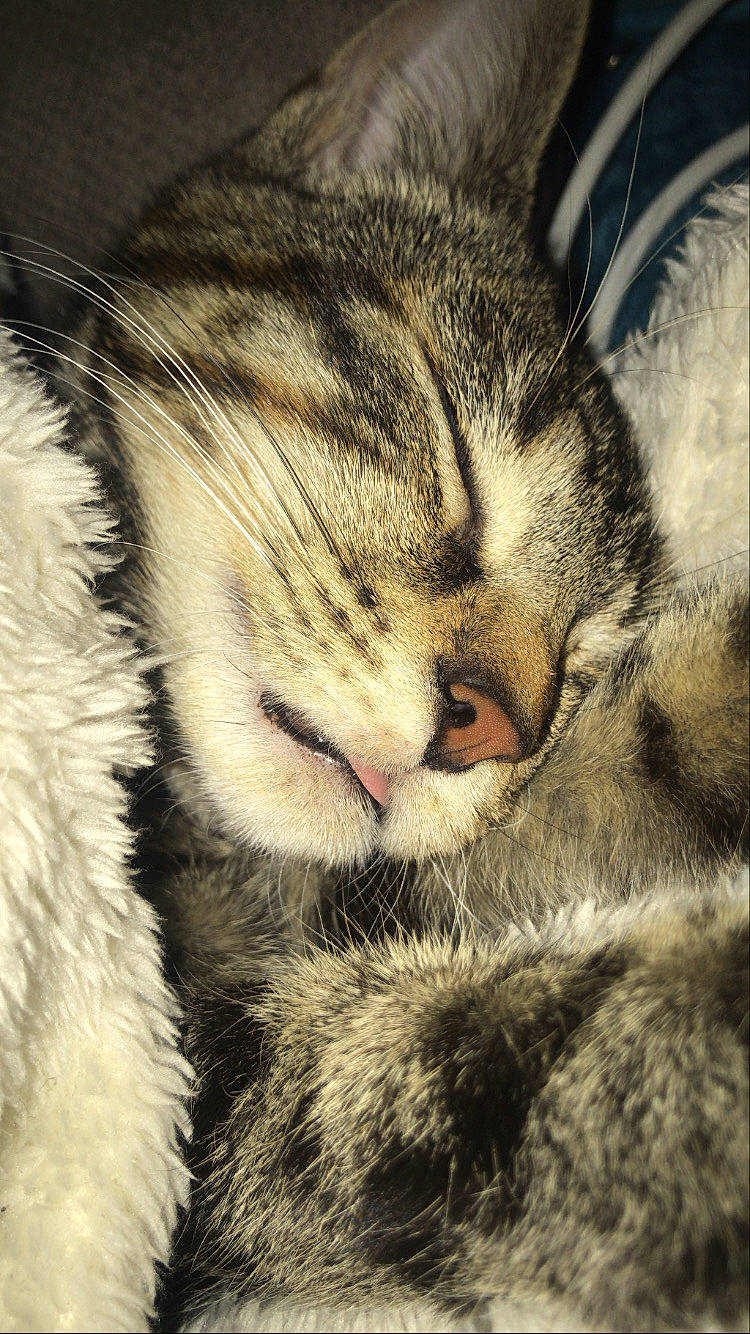 Roxy participe au concours pour gagner de l'argent avec cette photo : carnivore, cat, claw, close_up, cloud, comfort, domestic_short_haired_cat, felidae, fur, metal, meteorological_phenomenon, nap, paw, sky, sleep, small_to_medium_sized_cats, snout, tail, whiskers, wildlife