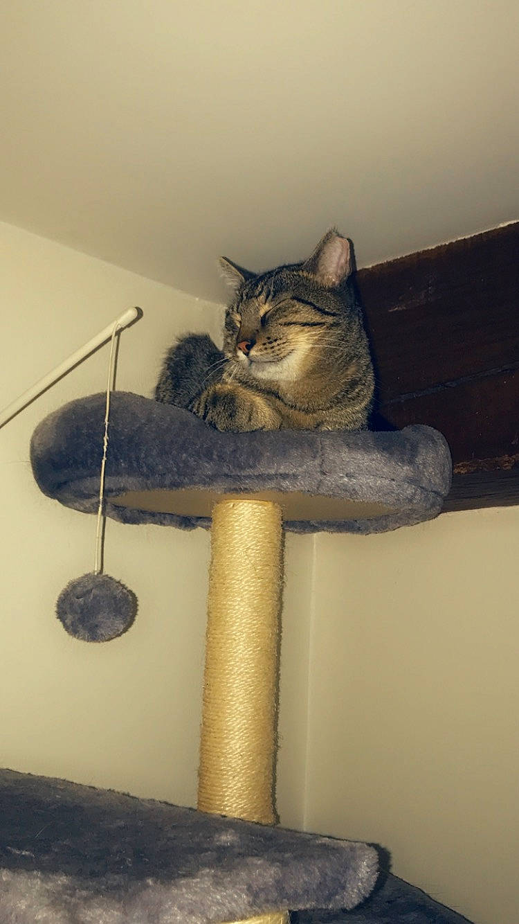 Pompon a rejoint le concours — aidez-le/la à gagner de superbes lots ! carnivore, cat, cat_bed, cat_supply, comfort, domestic_short_haired_cat, felidae, fur, grey, hardwood, house, plant, room, shelf, small_to_medium_sized_cats, table, tail, whiskers, window, wood