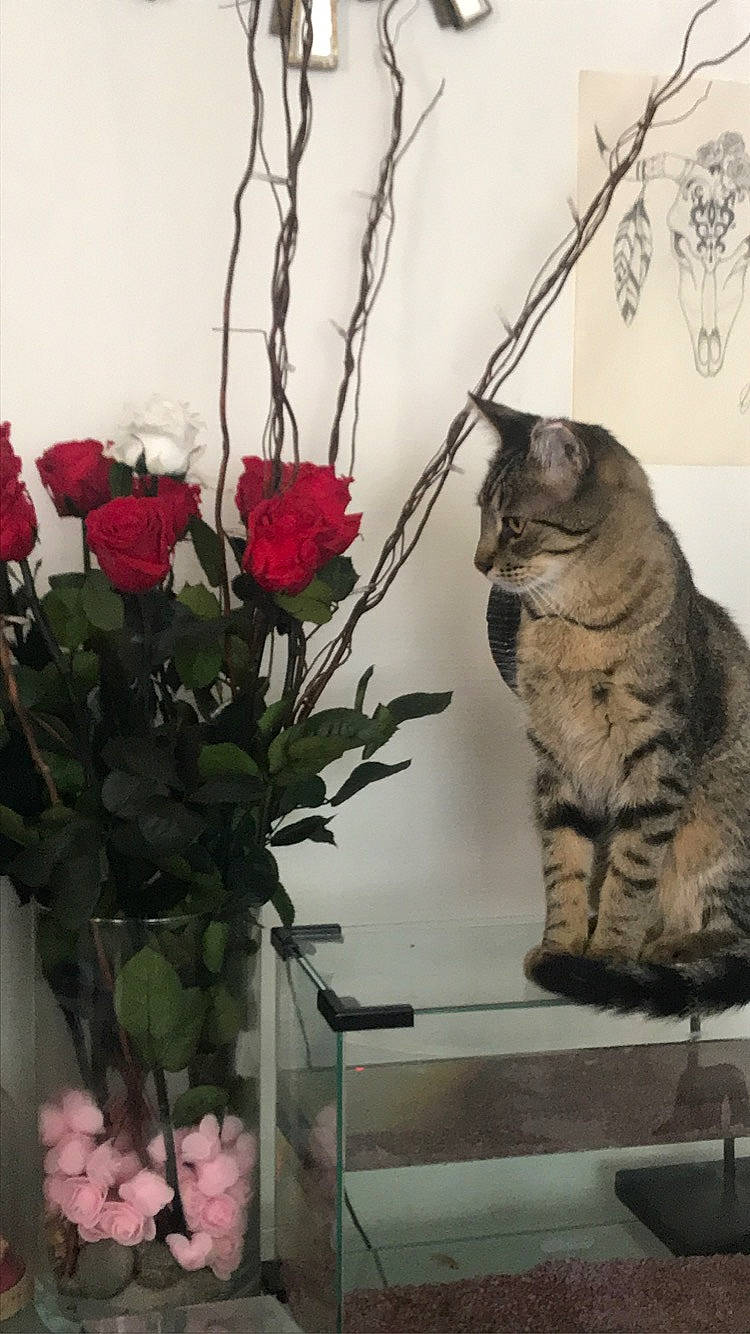 Pompon participe au concours pour gagner de l'argent avec cette photo : carnivore, cat, fawn, felidae, flower, flower_arranging, flowering_plant, flowerpot, herbaceous_plant, houseplant, petal, plant, rose, small_to_medium_sized_cats, snout, tail, vase, whiskers, window, wood