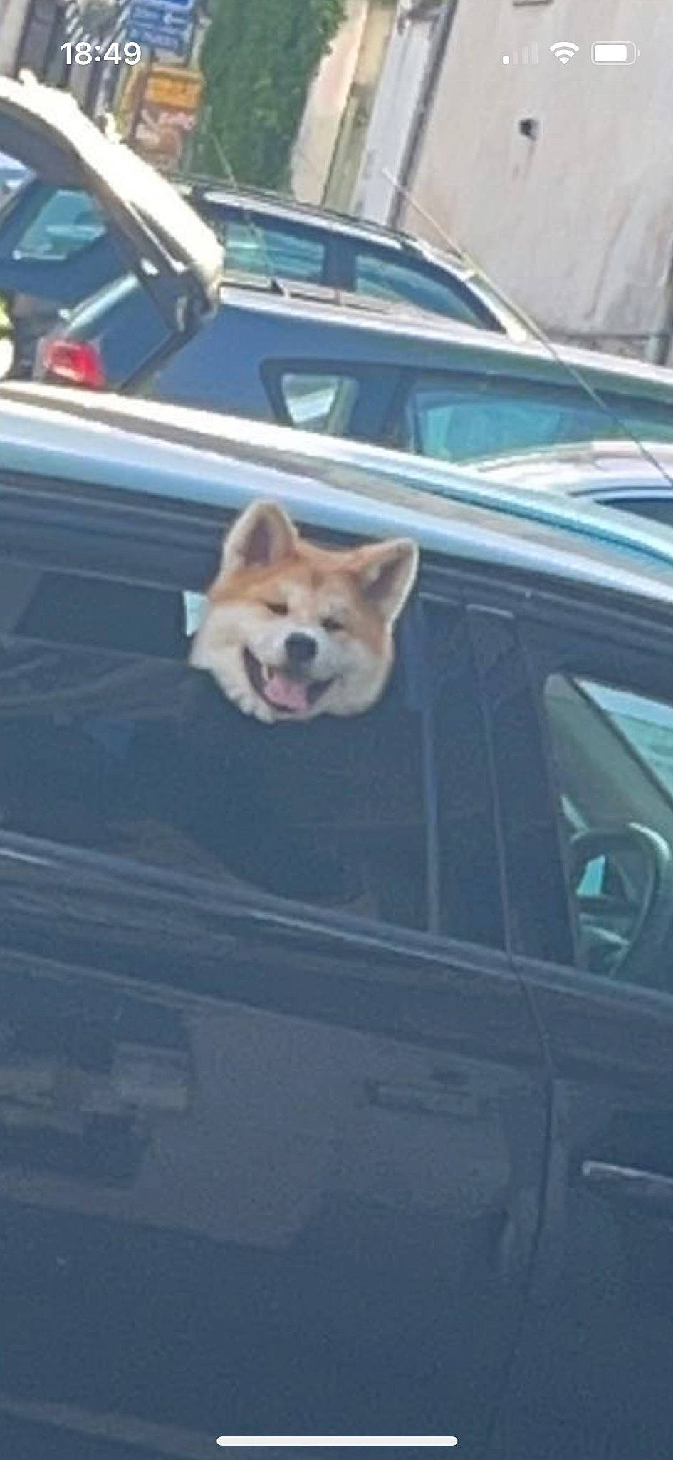 Tsuki participe au concours pour gagner de l'argent avec cette photo : auto_part, automotive_design, automotive_exterior, automotive_lighting, automotive_mirror, car, carnivore, companion_dog, dog, dog_breed, fawn, hood, land_vehicle, motor_vehicle, personal_luxury_car, snout, vehicle, vehicle_door, vehicle_registration_plate, windscreen_wiper