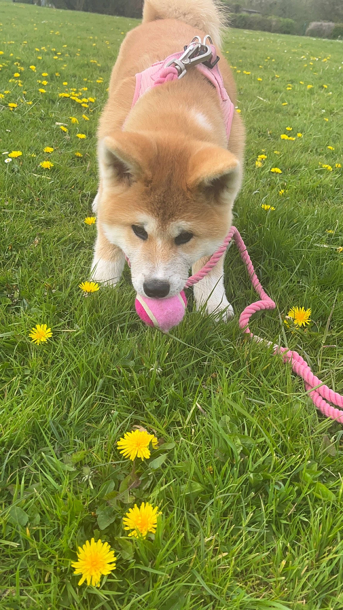 Tsuki a rejoint le concours — aidez-le/la à gagner de superbes lots ! carnivore, companion_dog, dog, dog_breed, dog_supply, fawn, flower, fur, german_spitz_mittel, grass, grassland, herbaceous_plant, people_in_nature, petal, plant, prairie, soft_drink, spitz, tail, wildflower