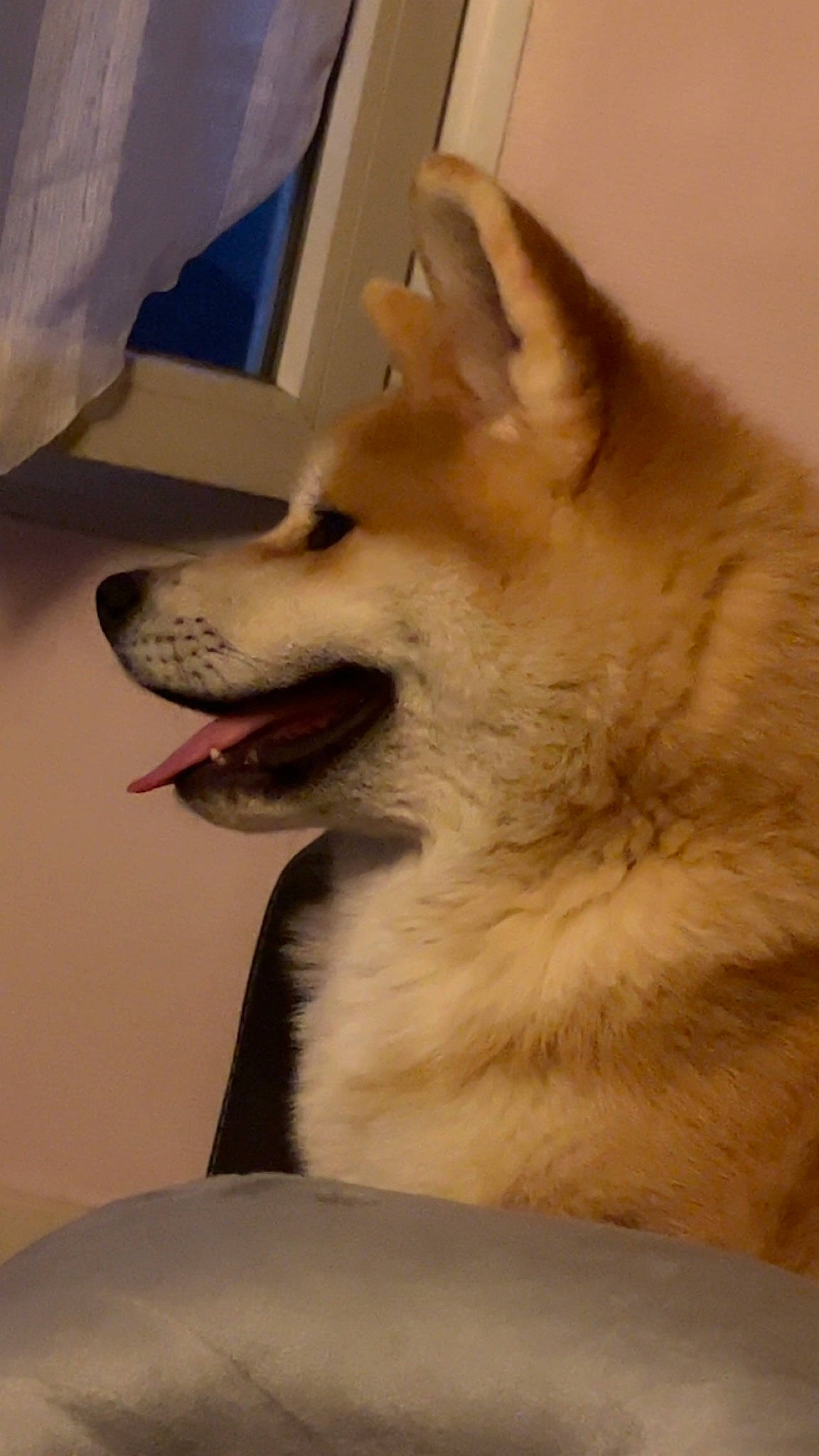 Tsuki a rejoint le concours — aidez-le/la à gagner de superbes lots ! canidae, carnivore, companion_dog, dog, dog_breed, ear, fang, fawn, foot, fur, german_spitz, japanese_spitz, paw, samoyed, snout, spitz, sporting_group, volpino_italiano, whiskers, working_animal