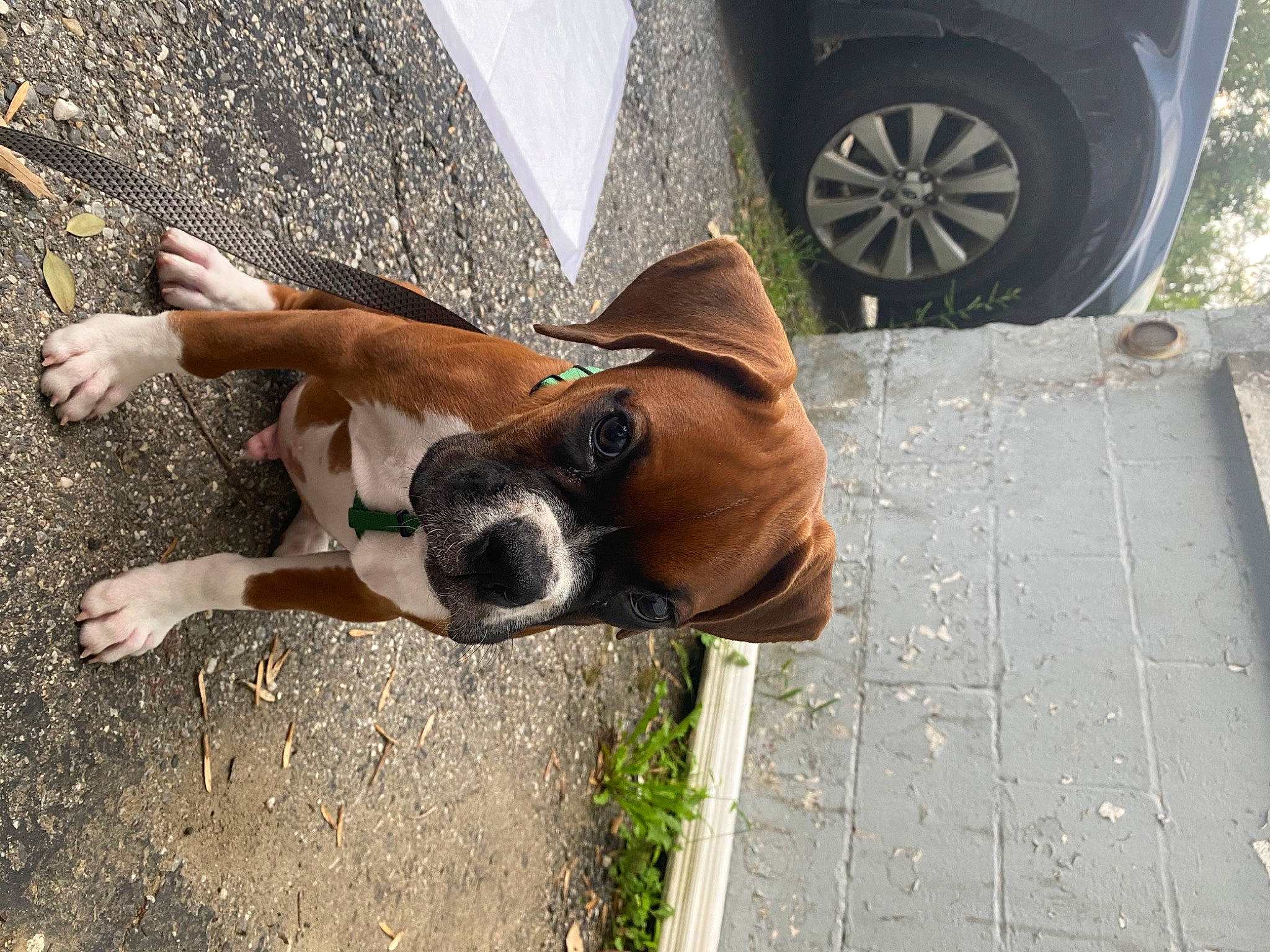 Mcfly joined the competition — help win amazing prizes! boxer, canidae, carnivore, companion_dog, dog, dog_breed, fawn, mammal, snout, sporting_group