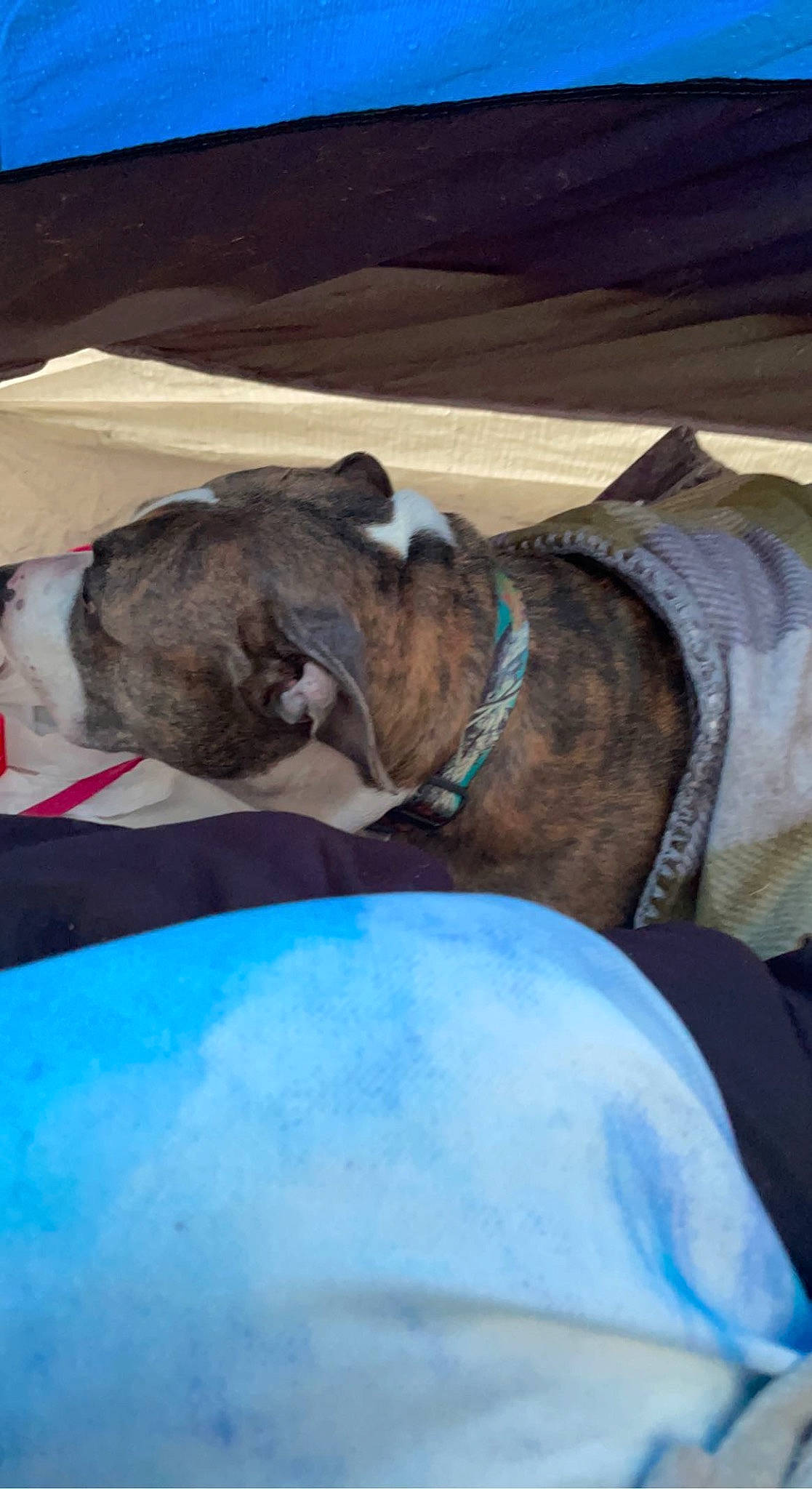 Carter joined the competition — help win amazing prizes! carnivore, collar, comfort, companion_dog, dog, dog_breed, dog_collar, electric_blue, fawn, leash, liver, mammal, nap, pet_supply, snout, sporting_group, tail, vertebrate, working_animal, wrinkle