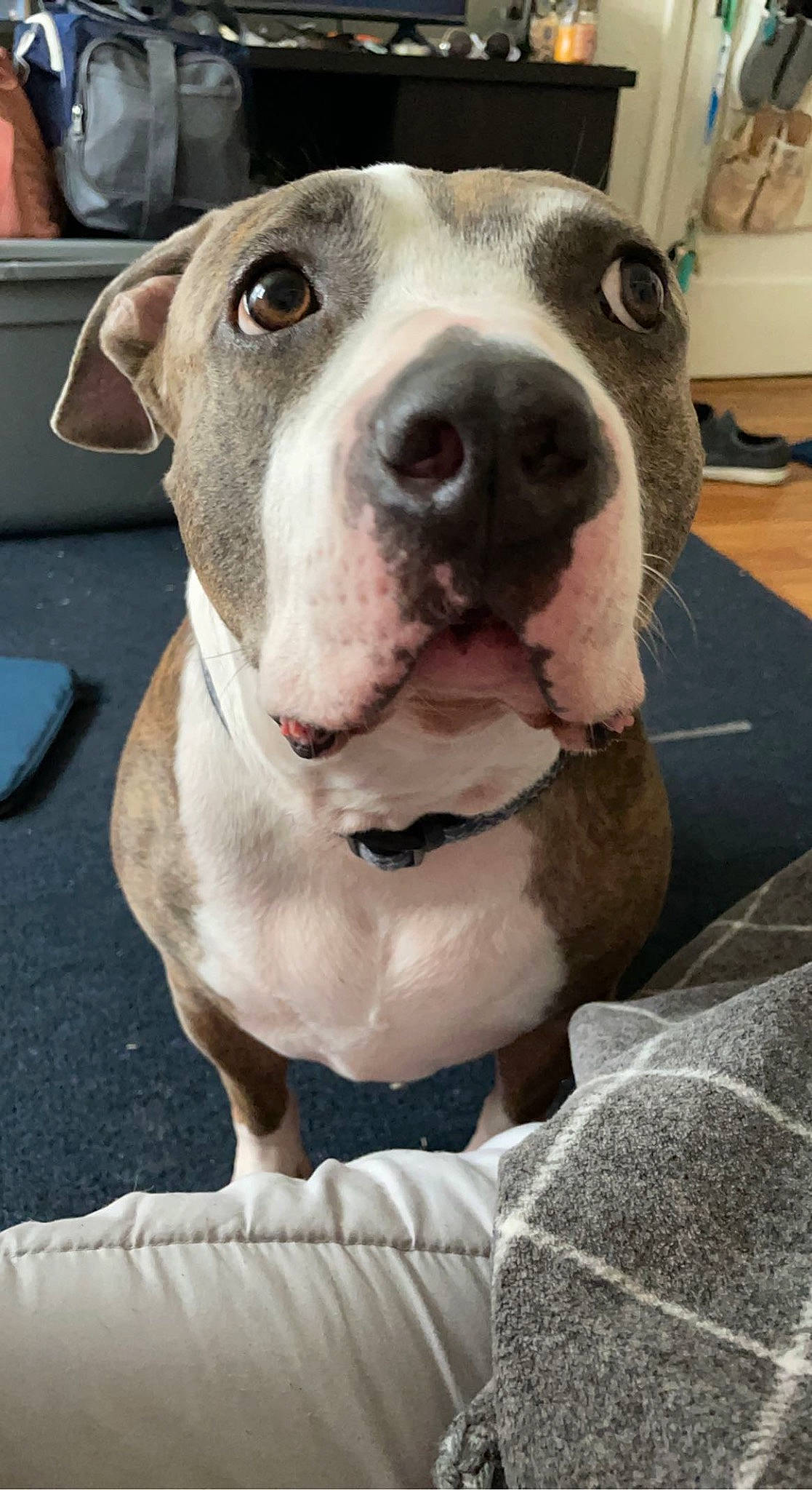 Carter is registered to the contest to win money with this photo: canidae, carnivore, collar, companion_dog, dog, dog_breed, fawn, fur, non_sporting_group, pet_supply, snout, sporting_group, terrestrial_animal, whiskers, working_animal