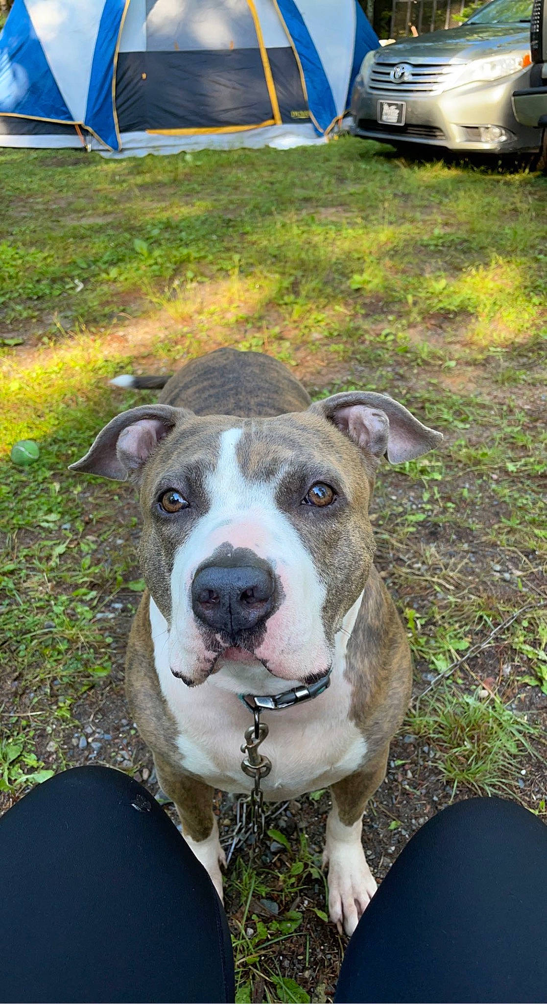 Carter joined the competition — help win amazing prizes! automotive_tire, canidae, carnivore, collar, companion_dog, dog, dog_breed, fawn, grass, non_sporting_group, smile, snout, sporting_group, tent, tire, vehicle, working_animal, working_dog