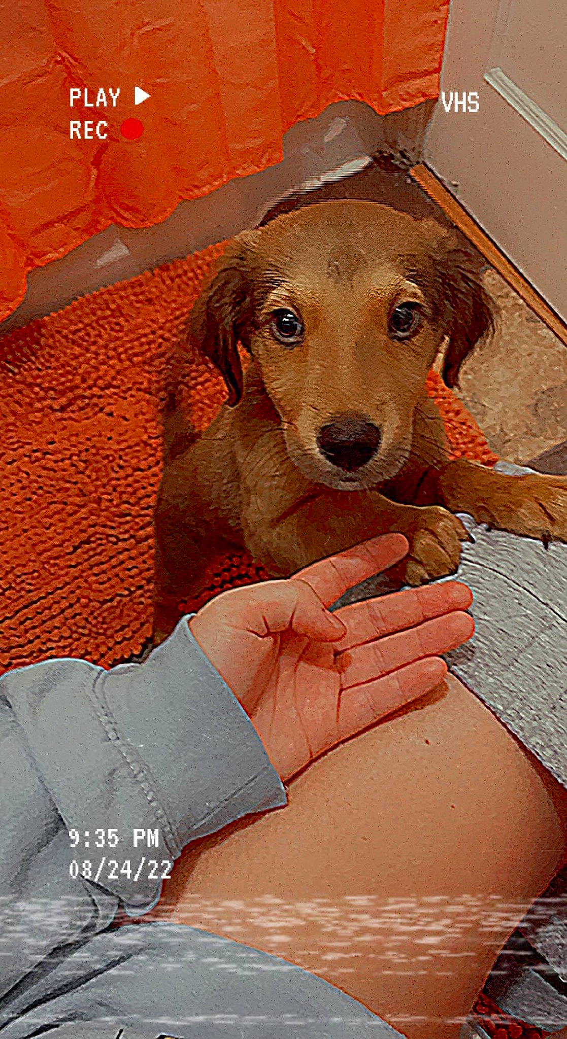 Scout joined the competition — help win amazing prizes! ancient_dog_breeds, art, carnivore, comfort, companion_dog, dog, dog_breed, dog_supply, fawn, happy, hunting_dog, illustration, liver, photo_caption, snout, sporting_group, working_animal