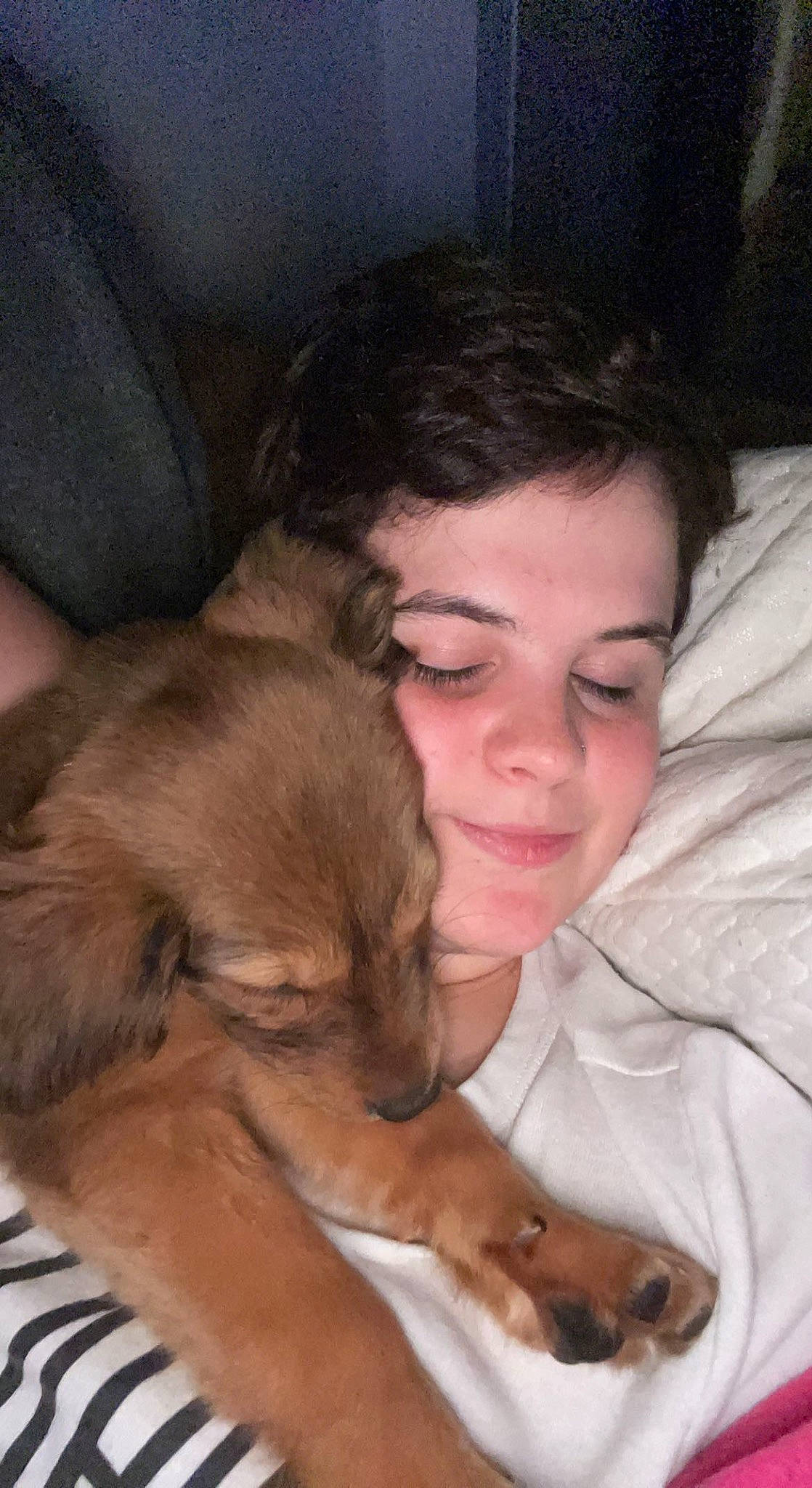 Scout is registered to the contest to win money with this photo: canidae, carnivore, comfort, companion_dog, dog, dog_breed, ear, fawn, fur, gesture, happy, head, liver, paw, puppy_love, smile, sporting_group, toy_dog, whiskers, working_animal