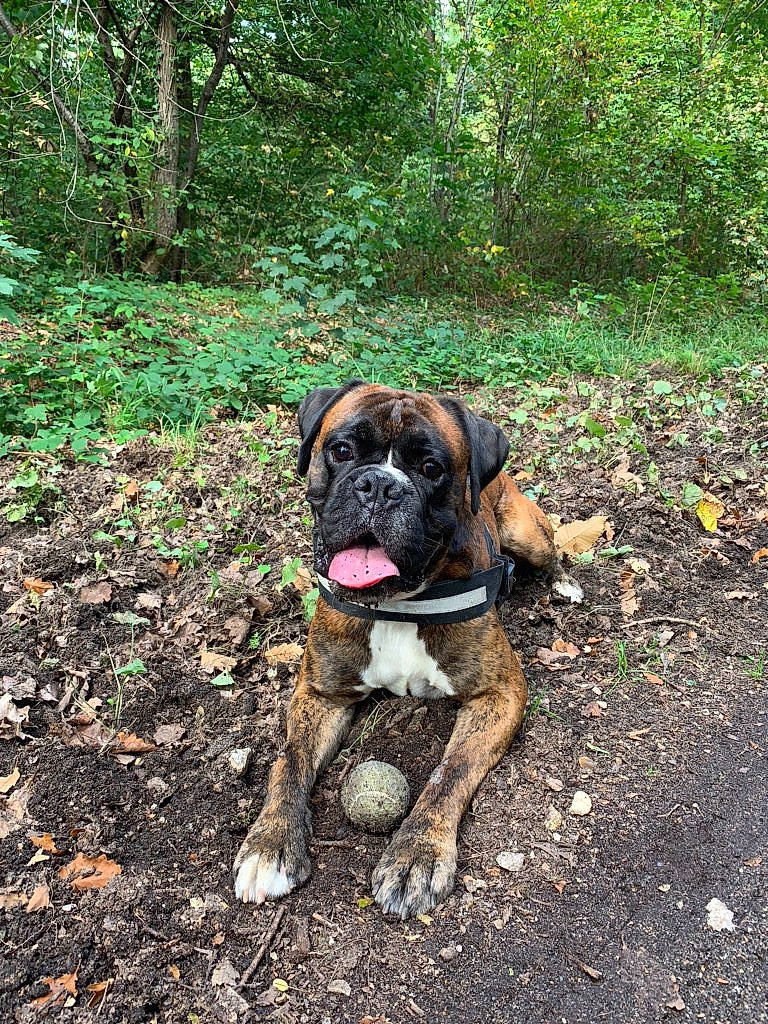 Pueblo a rejoint le concours — aidez-le/la à gagner de superbes lots ! american_mastiff, boerboel, boxer, bullmastiff, canidae, carnivore, companion_dog, dog, dog_breed, english_mastiff, fawn, forest, grass, mammal, molosser, perro_de_presa_mallorquin, rare_breed_dog, snout, sporting_group, vertebrate