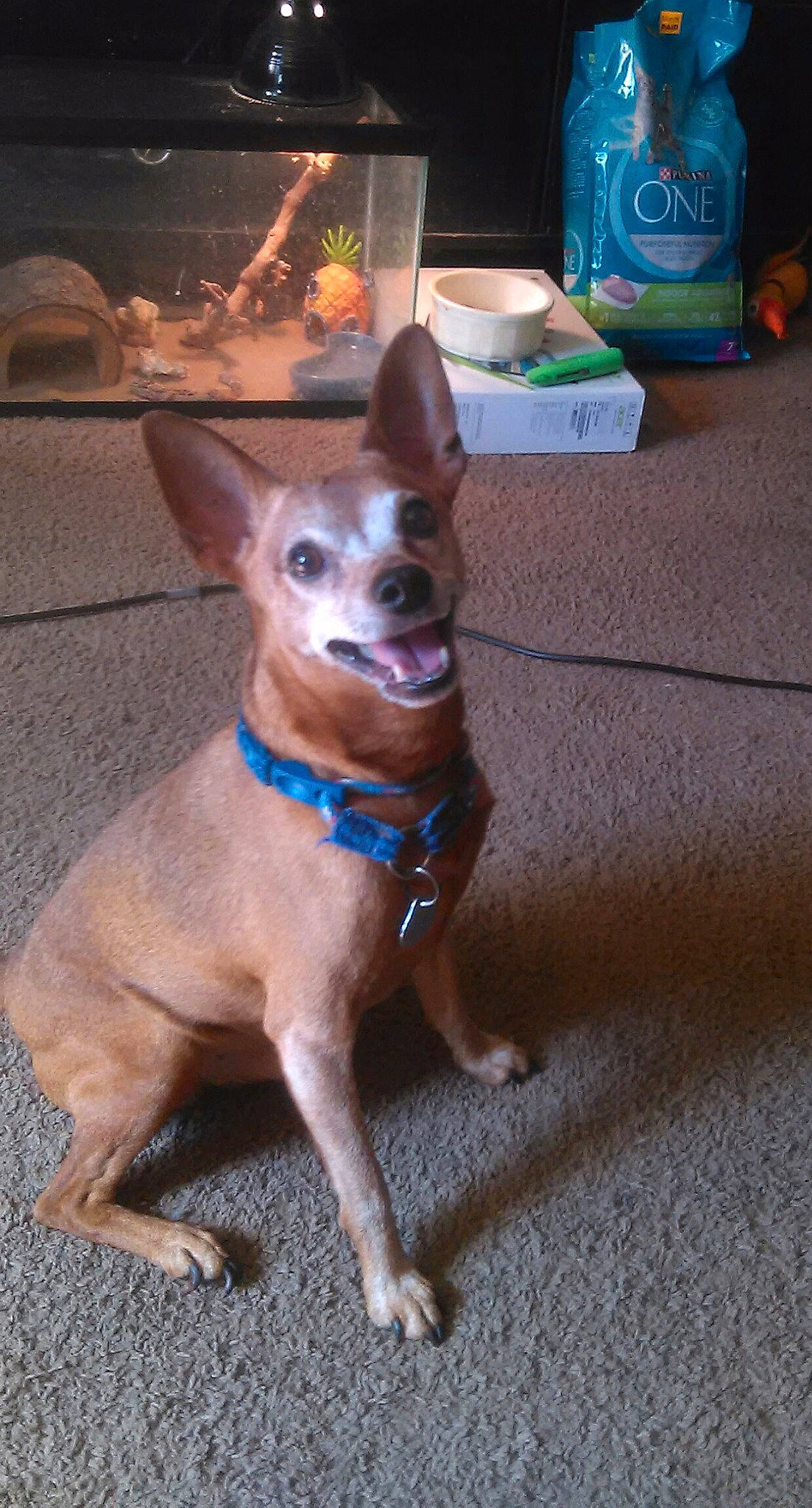 Odie joined the competition — help win amazing prizes! canidae, carnivore, chihuahua, companion_dog, corgi_chihuahua, dog, dog_breed, fawn, mammal, miniature_fox_terrier, snout, toy_dog, vertebrate