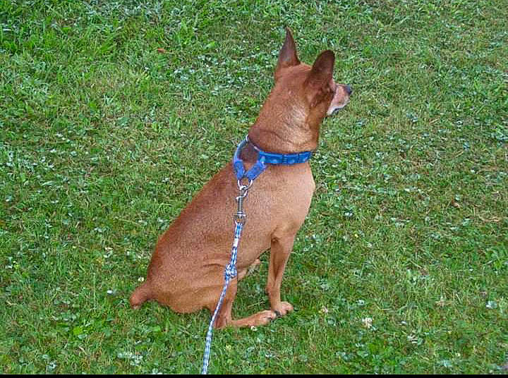 Odie is registered to the contest to win money with this photo: canidae, carnivore, carolina_dog, cirneco_delletna, dog, dog_breed, fawn, grass, mammal, miniature_pinscher, pharaoh_hound, thai_ridgeback, vertebrate