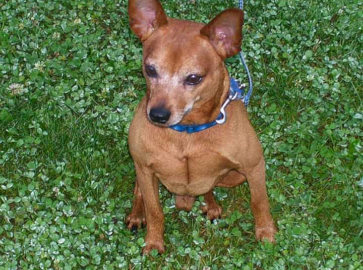Odie joined the competition — help win amazing prizes! canidae, carnivore, carolina_dog, cirneco_delletna, companion_dog, dog, dog_breed, fawn, german_pinscher, mammal, miniature_pinscher, non_sporting_group, pariah_dog, pinscher, rare_breed_dog, snout, sporting_group, thai_ridgeback, toy_dog, vertebrate