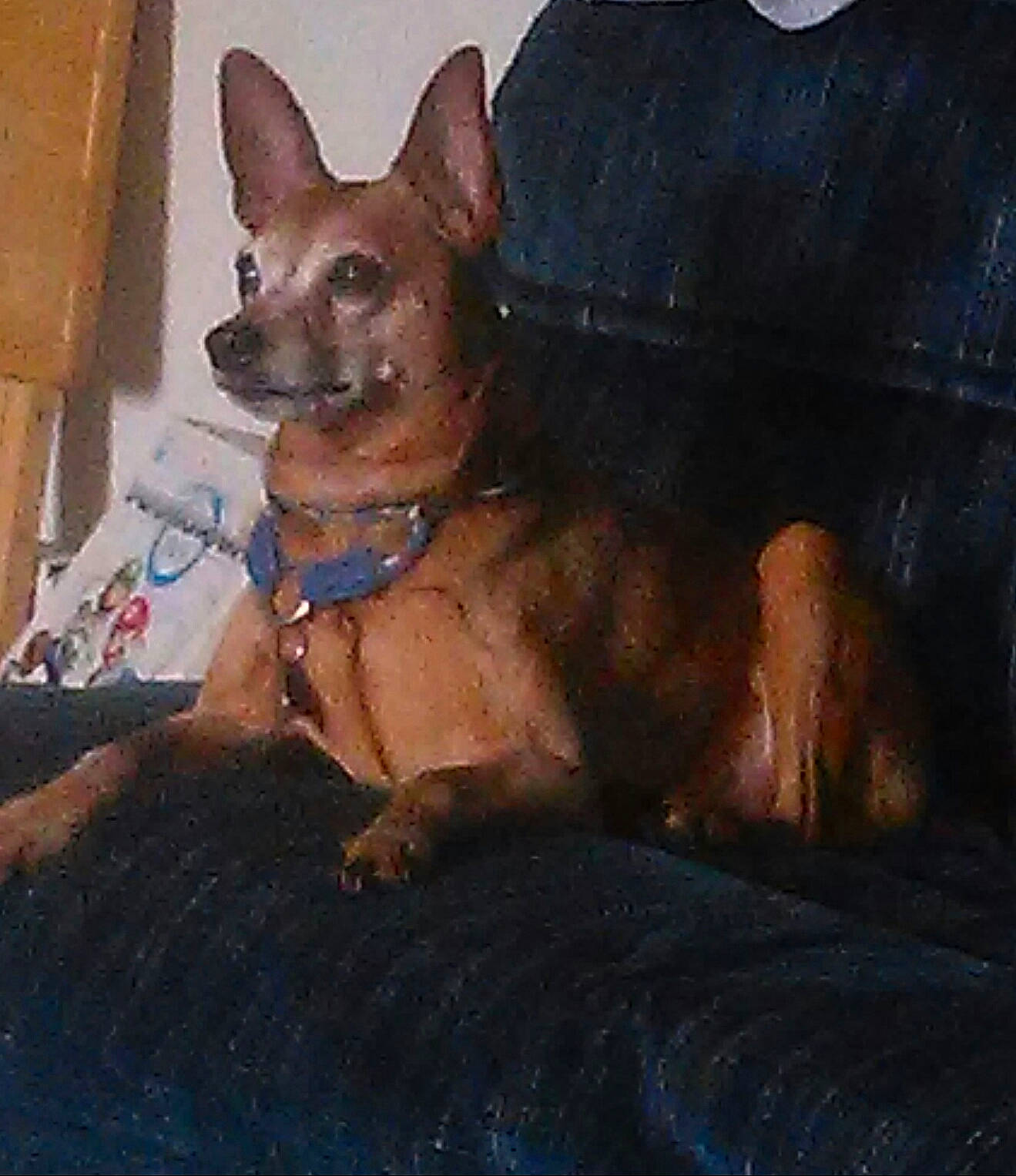 Odie joined the competition — help win amazing prizes! canidae, carnivore, dog, dog_breed, fawn, mammal, miniature_pinscher, snout, vertebrate