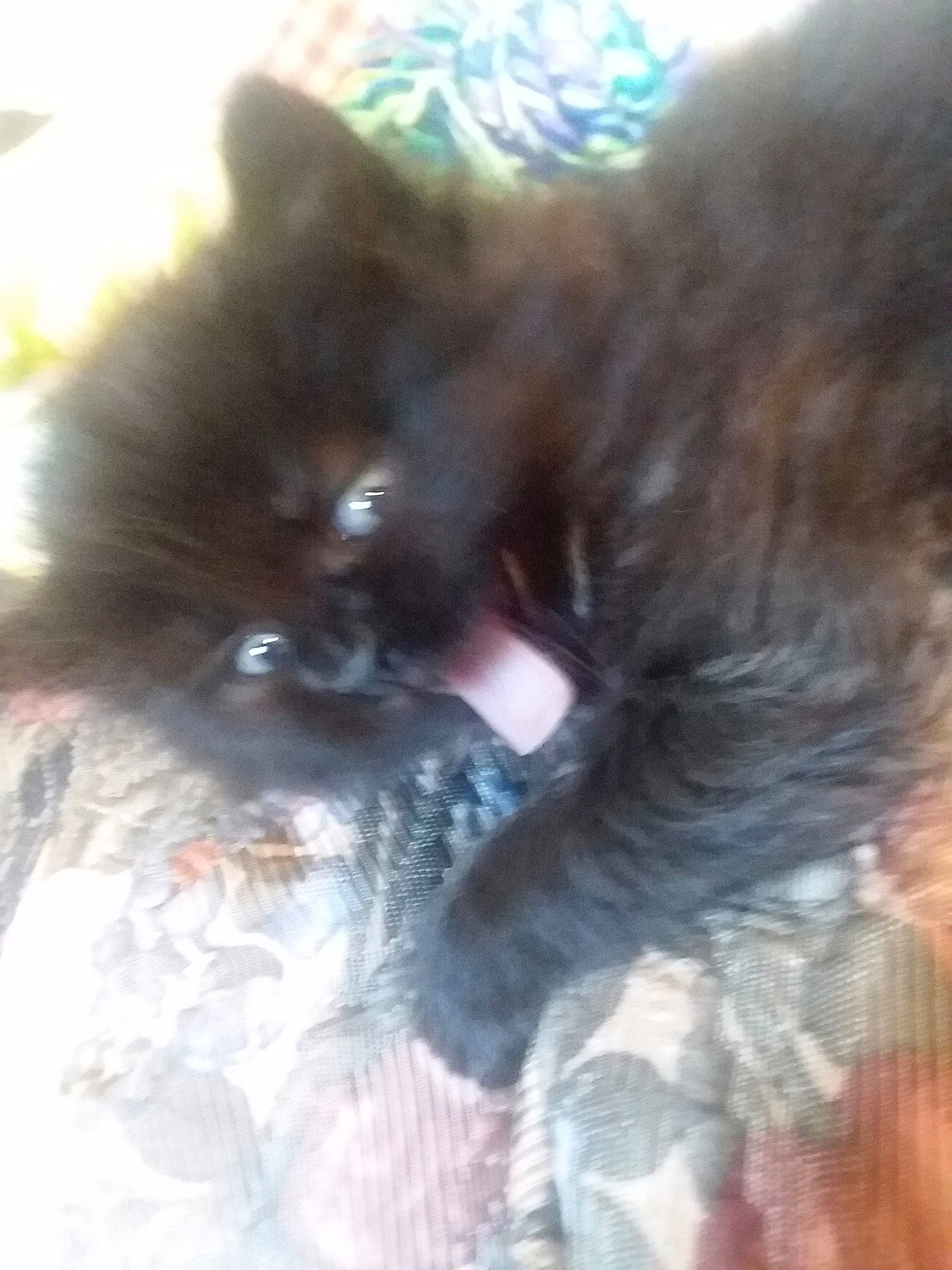 Cheshire is registered to the contest to win money with this photo: british_longhair, carnivore, cat, dog_breed, domestic_long_haired_cat, eye, fawn, felidae, fur, kitten, norwegian_forest_cat, nose, persian, small_to_medium_sized_cats, snout, whiskers