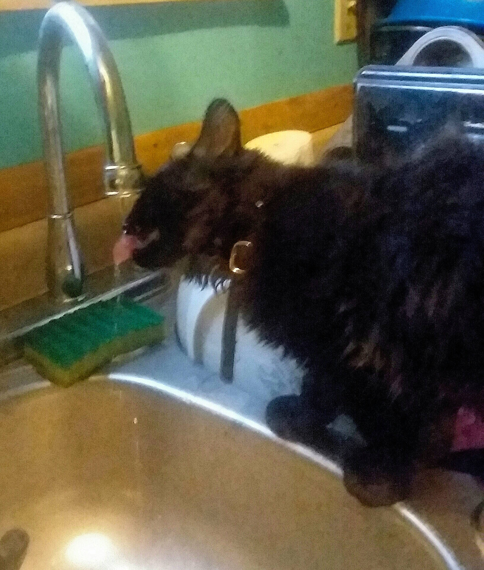 Cheshire is registered to the contest to win money with this photo: canidae, carnivore, cat, dog, dog_breed, felidae, scottish_terrier, small_to_medium_sized_cats, square, terrier